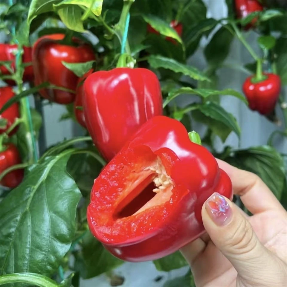 Red Capsicum Seeds(PE-101) suppliers